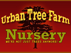 URBAN TREE FARM NURSEY: una web interesante sobre árboles y arbustos